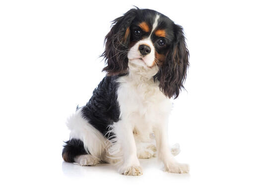 King charles spaniel store breed